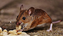 24 Hour & Emergency Exterminators in Great Central Ins Co, IL